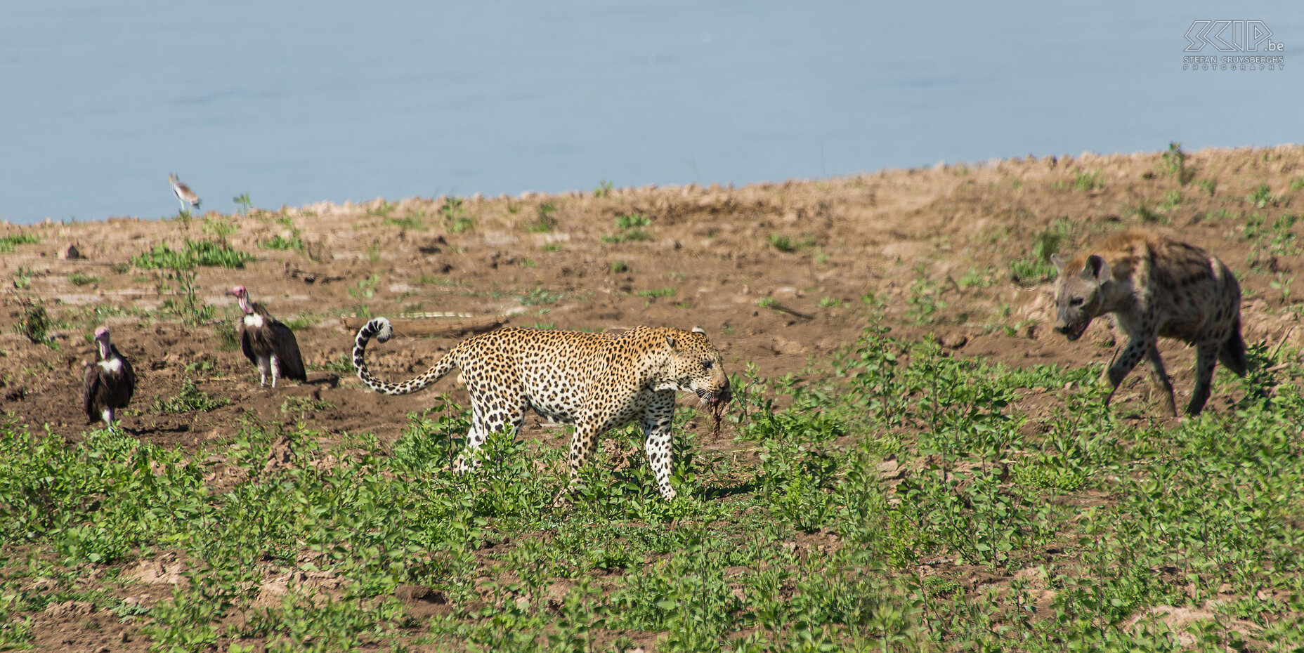 South Luangwa - Luipaard and hyena As soon as the leopard has teared off a piece of meat he walks away with it and suddenly there is also a hyena that wants a piece. Stefan Cruysberghs